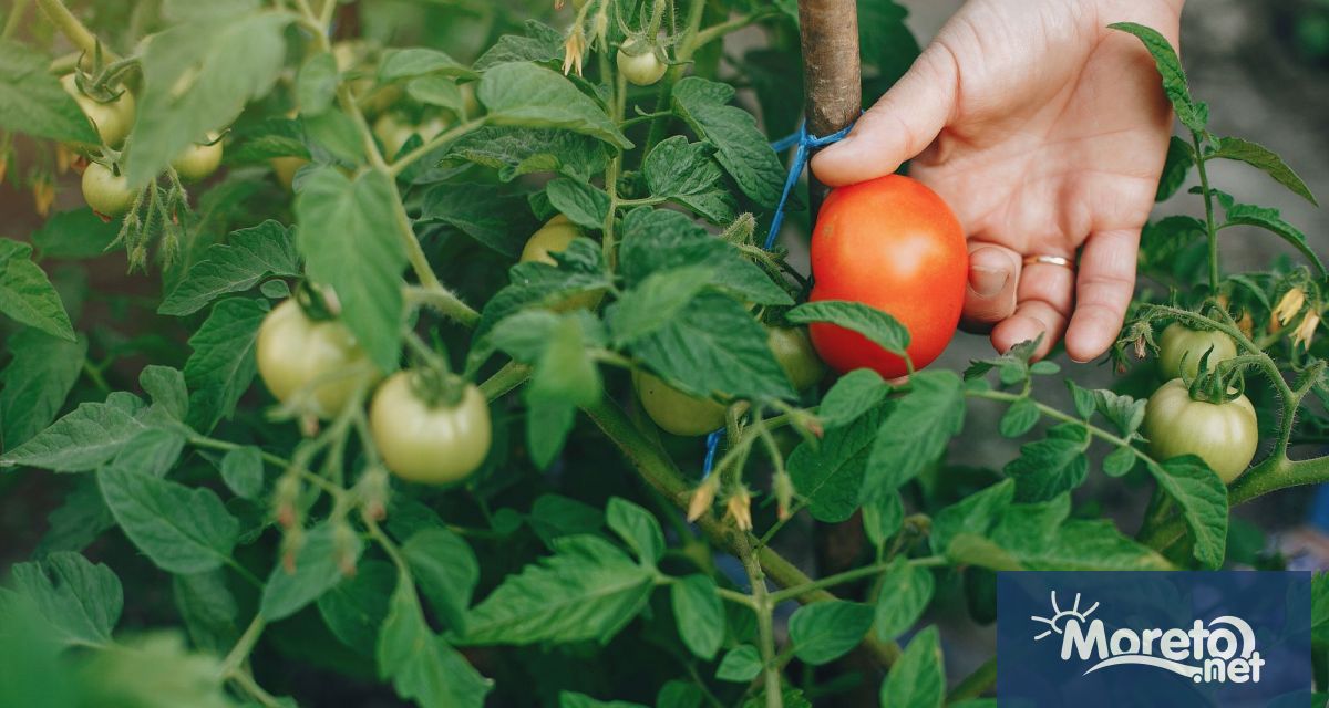 Растенията издават звуци когато са под стрес а някои животни
