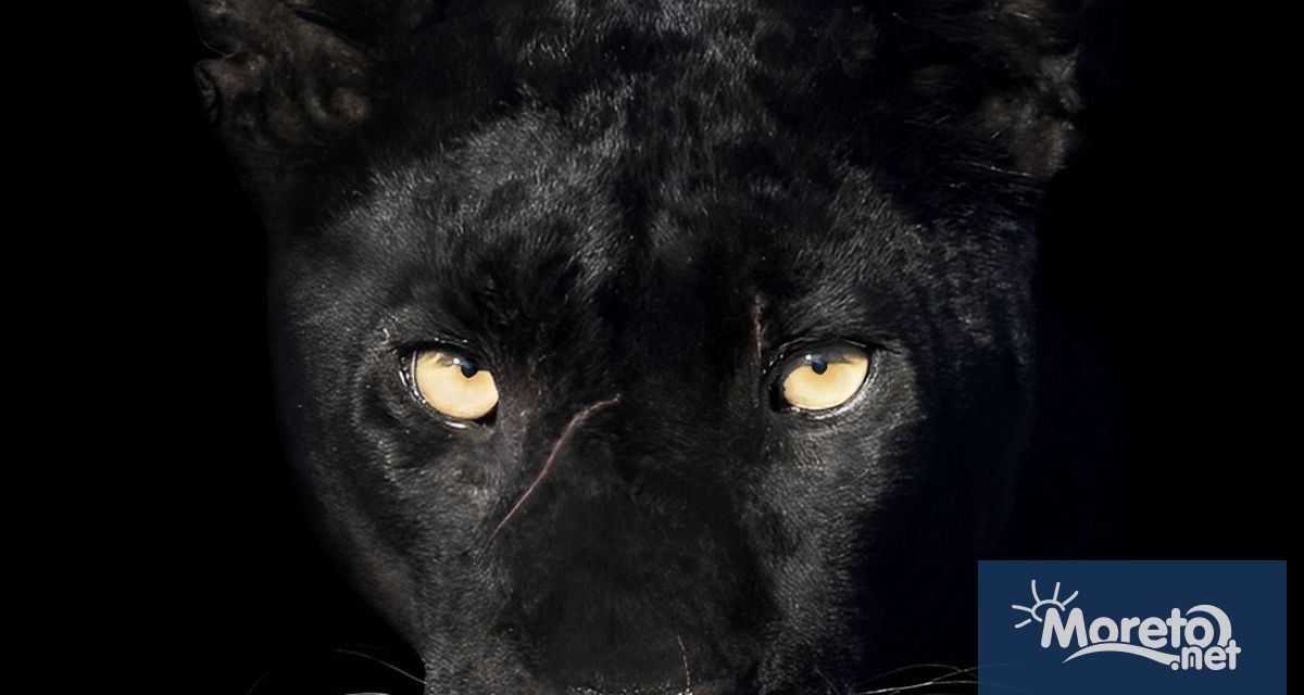 Леопардът се завърна в Шуменското плато Ловец твърди че се