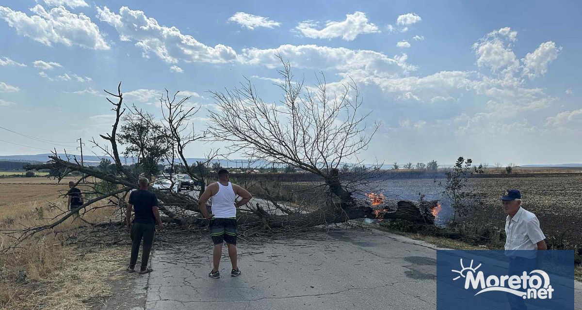 Инцидент с паднало дърво върху движещ се автомобил по Републикански