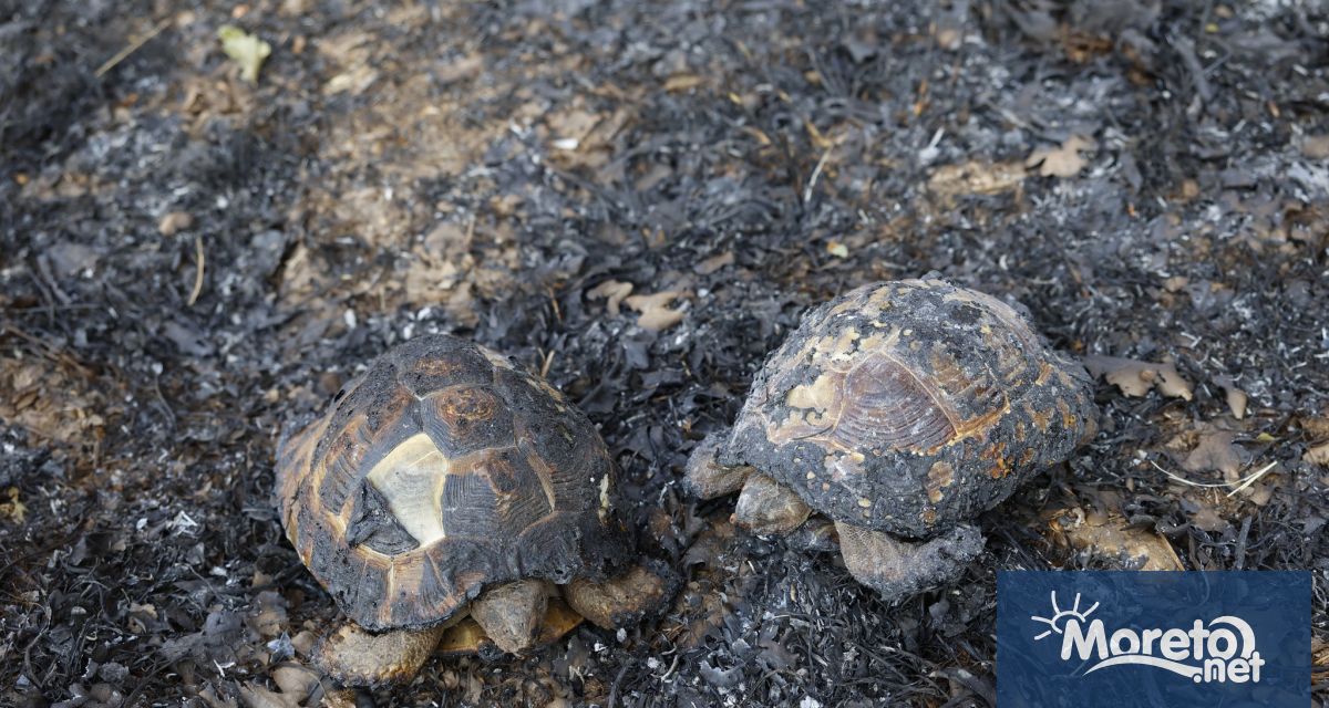 Пожарите в района на ямболските села Стефан Караджово и Камен