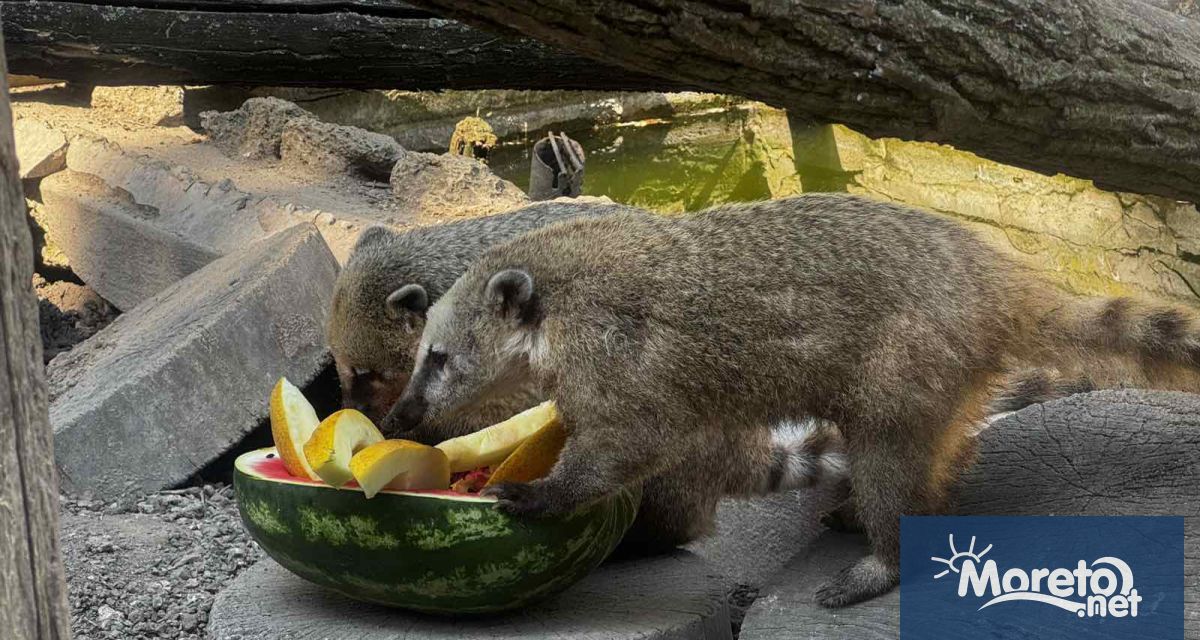 Горещините които вече седмица обхващат цяла България не пощадяват и