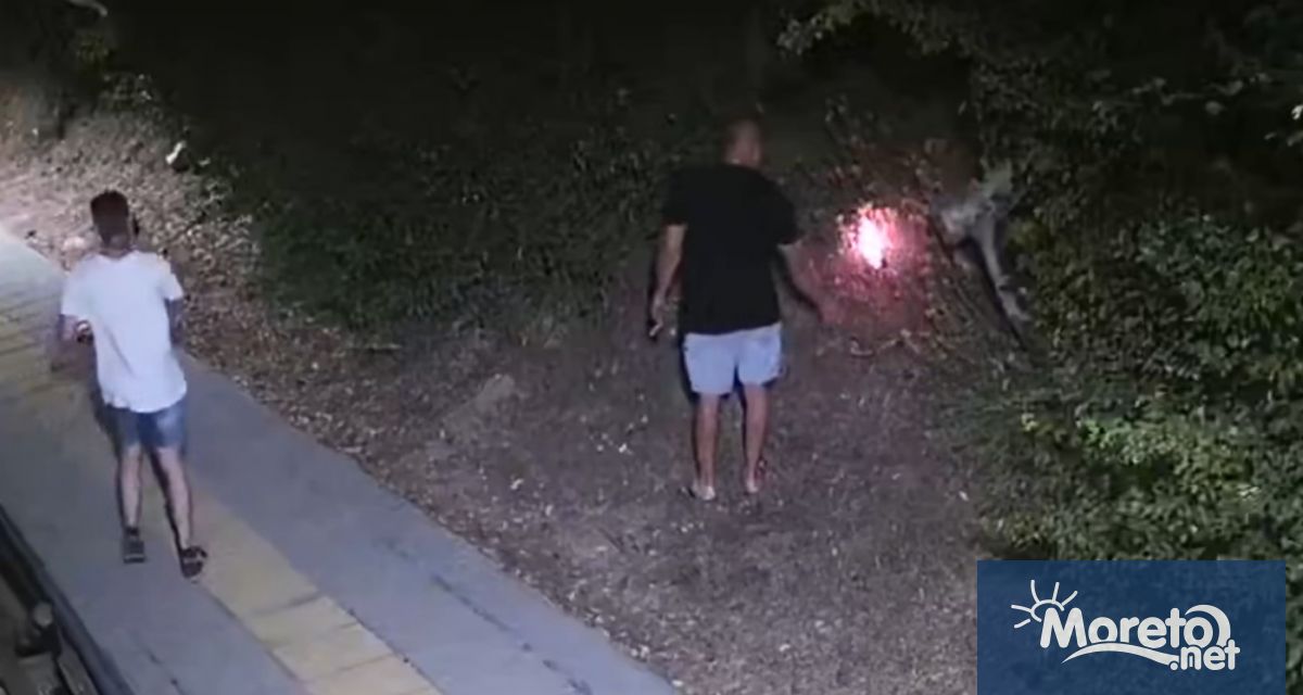 Пожарът избухнал между великотърновските квартали Бузлуджа и Чолаковци е бил