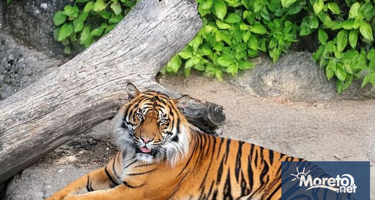 Зоологическа градина в Дания призова обществеността да дари своите здрави