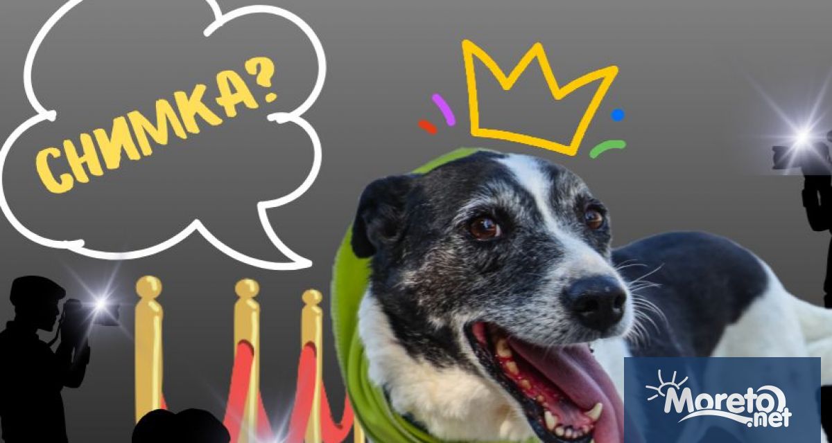 Доброволците към Общинския приют за безстопанствени кучета в с Каменар