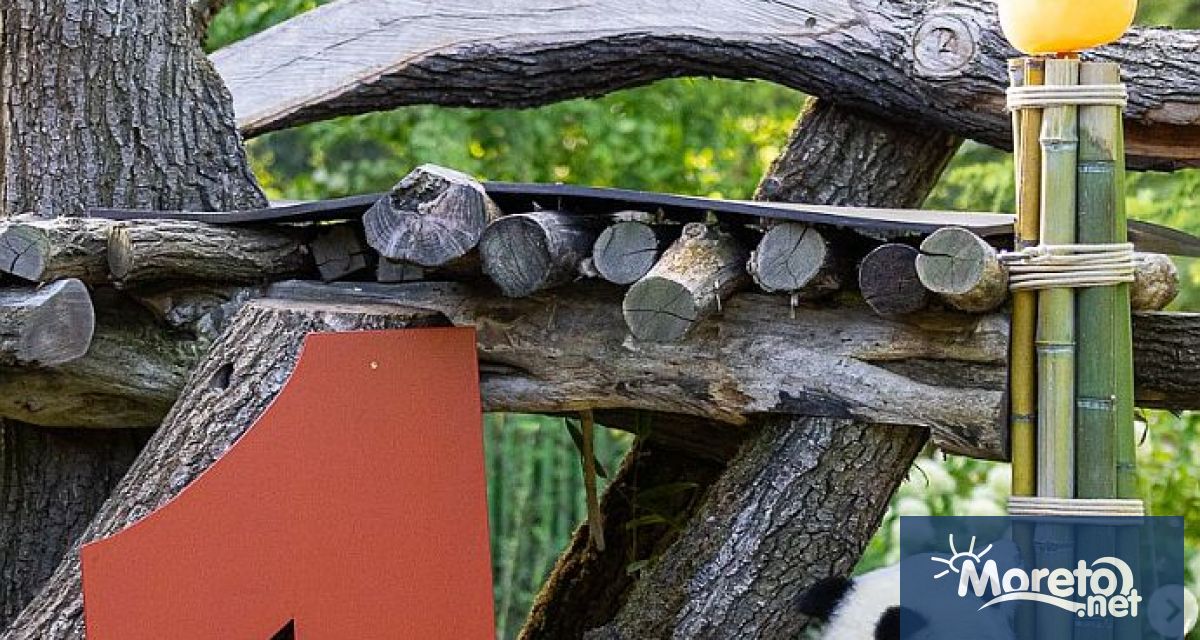 Зоопаркът в Берлин отбеляза първия рожден ден на сестрите близначки