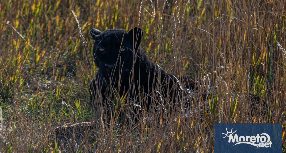 Черна пантера е забелязана в района между тутраканските села Богданци