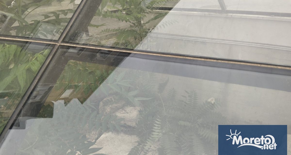 Растителност превзема археологически обект в центъра на Варна видя репортер