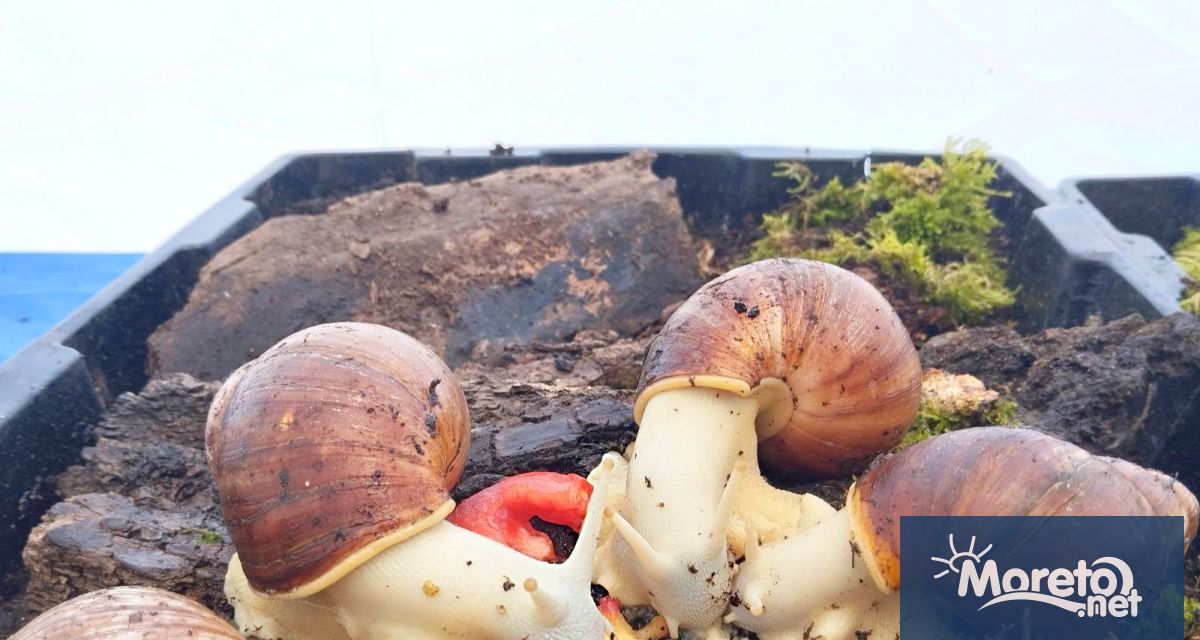 Изложбатa на гигантски охлюви разположена в двора на Природонаучния музей