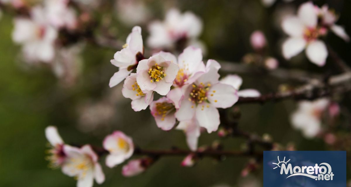 До края на седмицата ще се изплатят близо 80 от