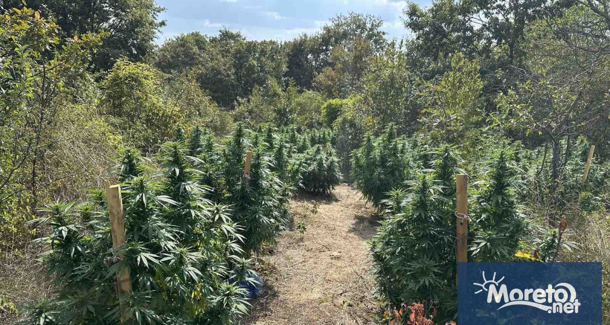 Криминалисти от варненската дирекция на МВР разкриха оранжерия за отглеждане