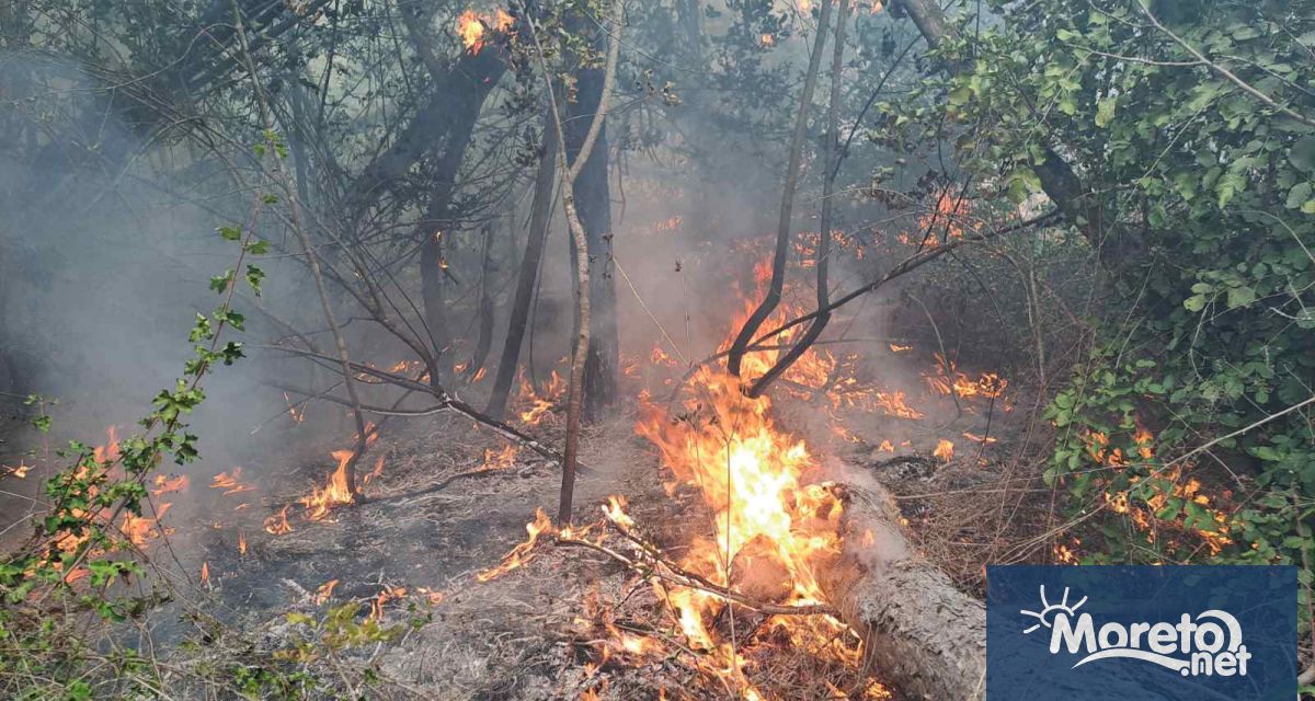 Пожар е обхванал гора и поляна в местност Джанавара край