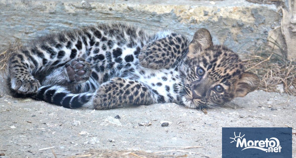 Бебето леопард Виктория е най новото попълнение във варненския Зоопарк и вече