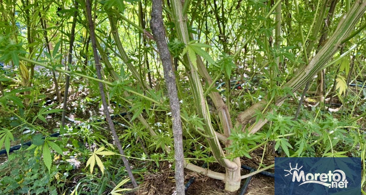 Гора от канабисови дървета разкриха служителите на ГДБОП при полицейска