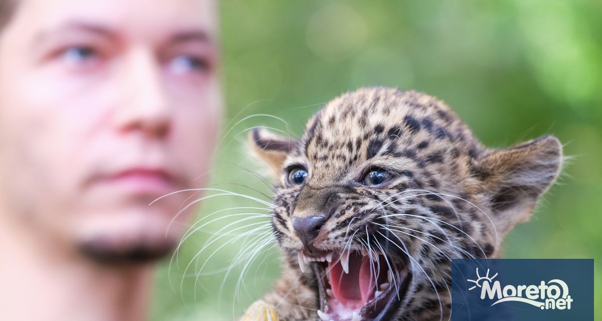 Варненският зоокът представи официално поредно новородено леопардче предаде репортер на