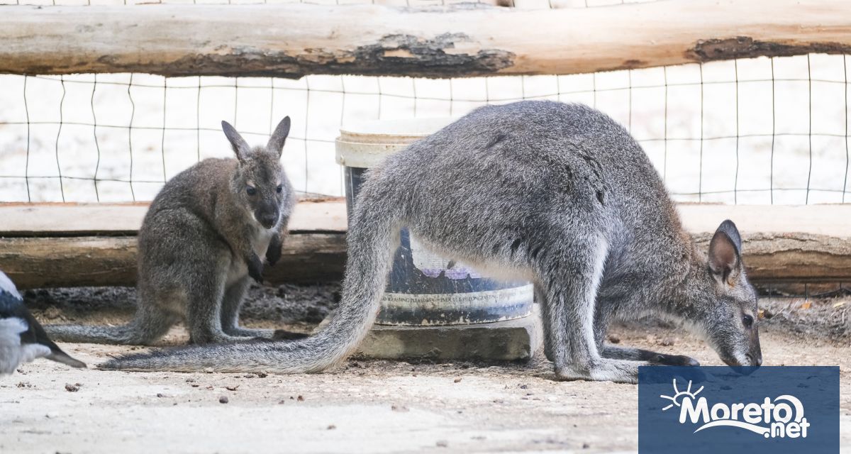 Семейството на рижавовратото кенгуру във варненския зоопарк има второ бебе