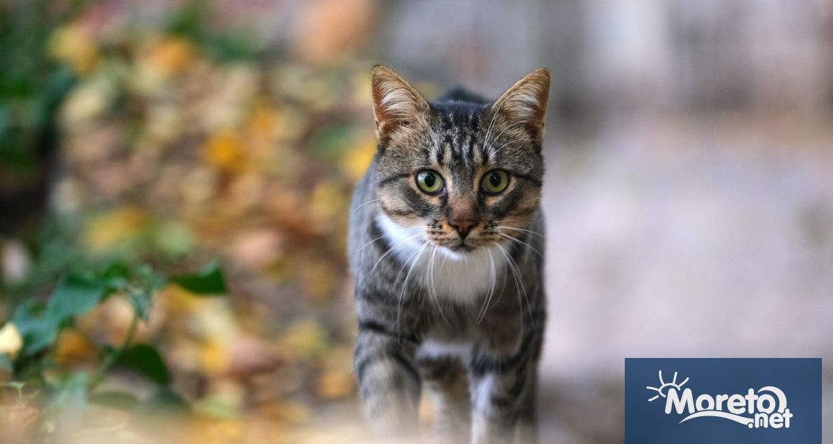 Ново проучване показва че някои видове рак при домашните котки