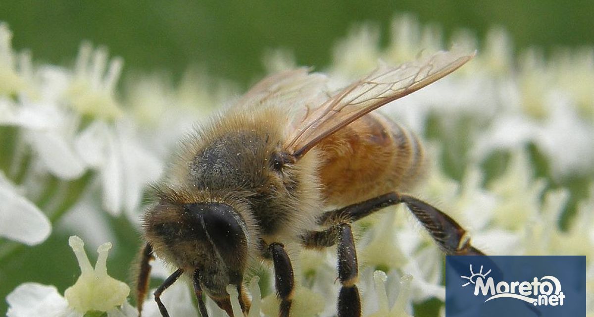 Нови данни от показват че почти 100 вида диви пчели