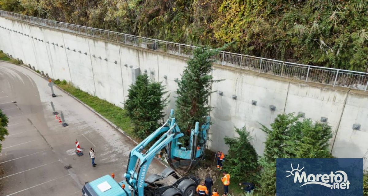 Няколко дървета бяха преместени в зоната под укрепителното съоръжение край