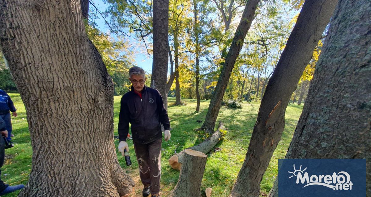 Продължава премахването на сухи и опасни дървета в Морската градина