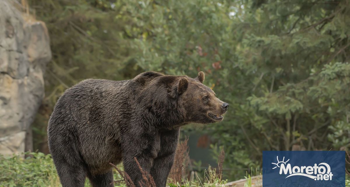 Мечка гризли е на свобода след като нападна училищна група