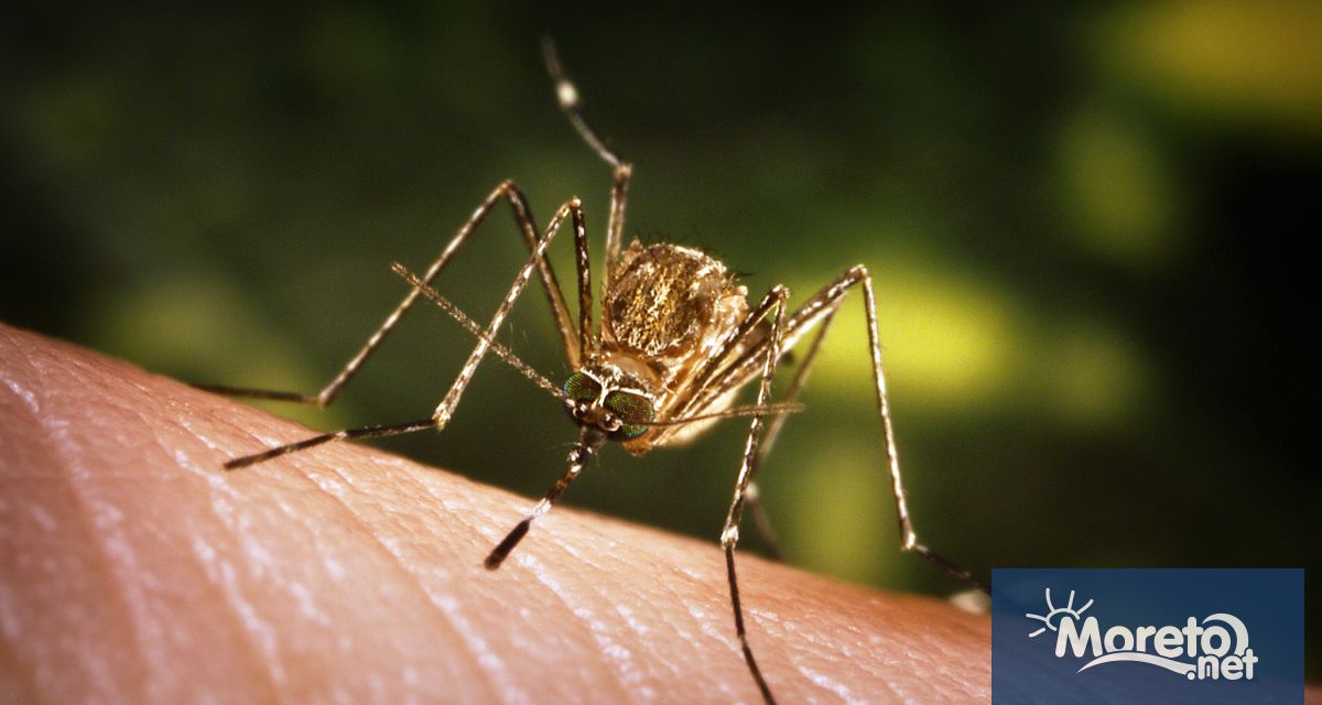 Вирусът на Западнонилска треска е открит и описан през 1937