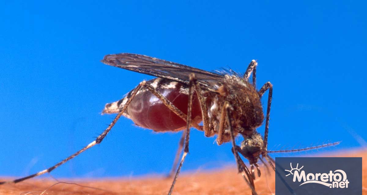 От събота 15 07 2023 година вечер започва наземното а преди изгрев