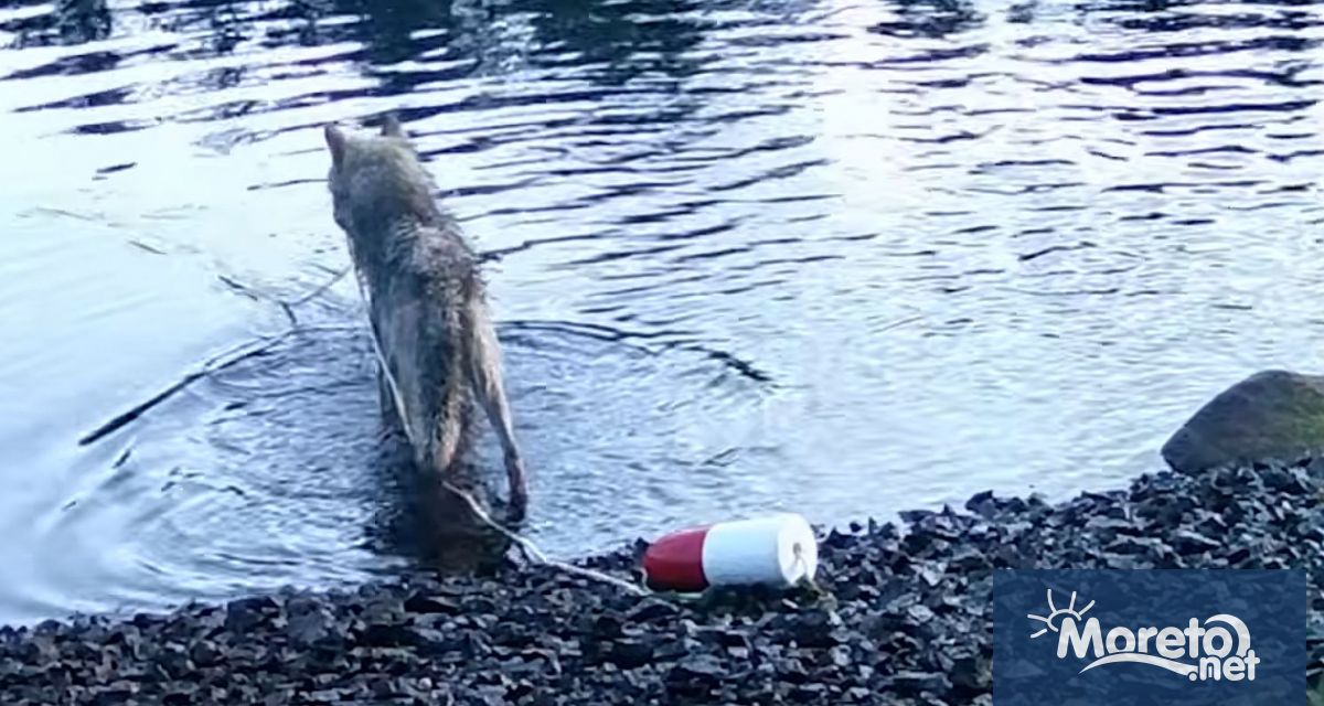 Дива женска вълчица от централното крайбрежие на Британска Колумбия беше