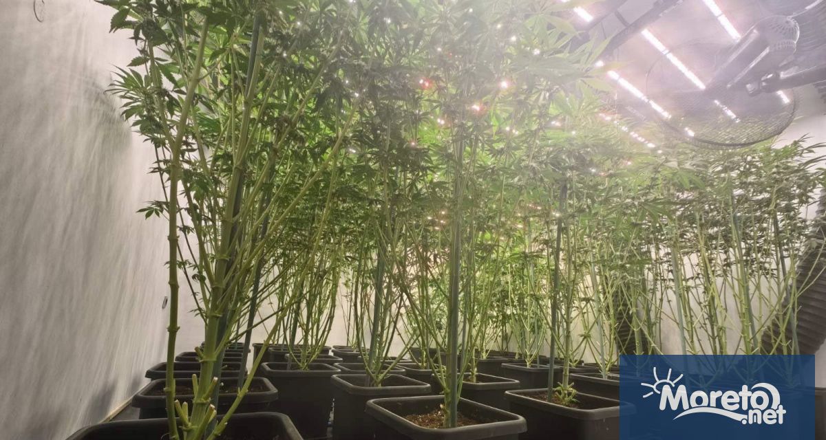 Варненската полиция разкри 14 та наркооранжерия на територията на града за