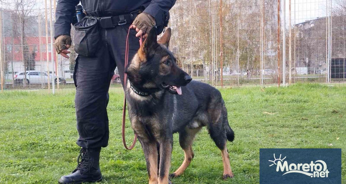 Открит урок за работата на полицейските кучета се проведе до