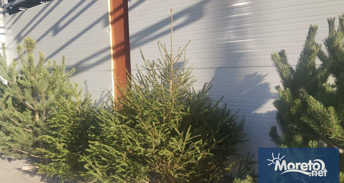 Цените на живите коледни елхи във Варна тази година започват