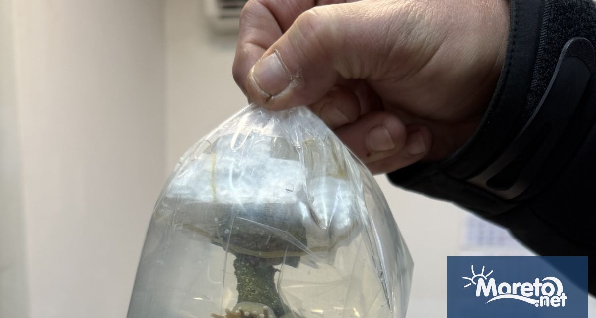 Пет живи екзотични корала бяха открити и задържани от митническите