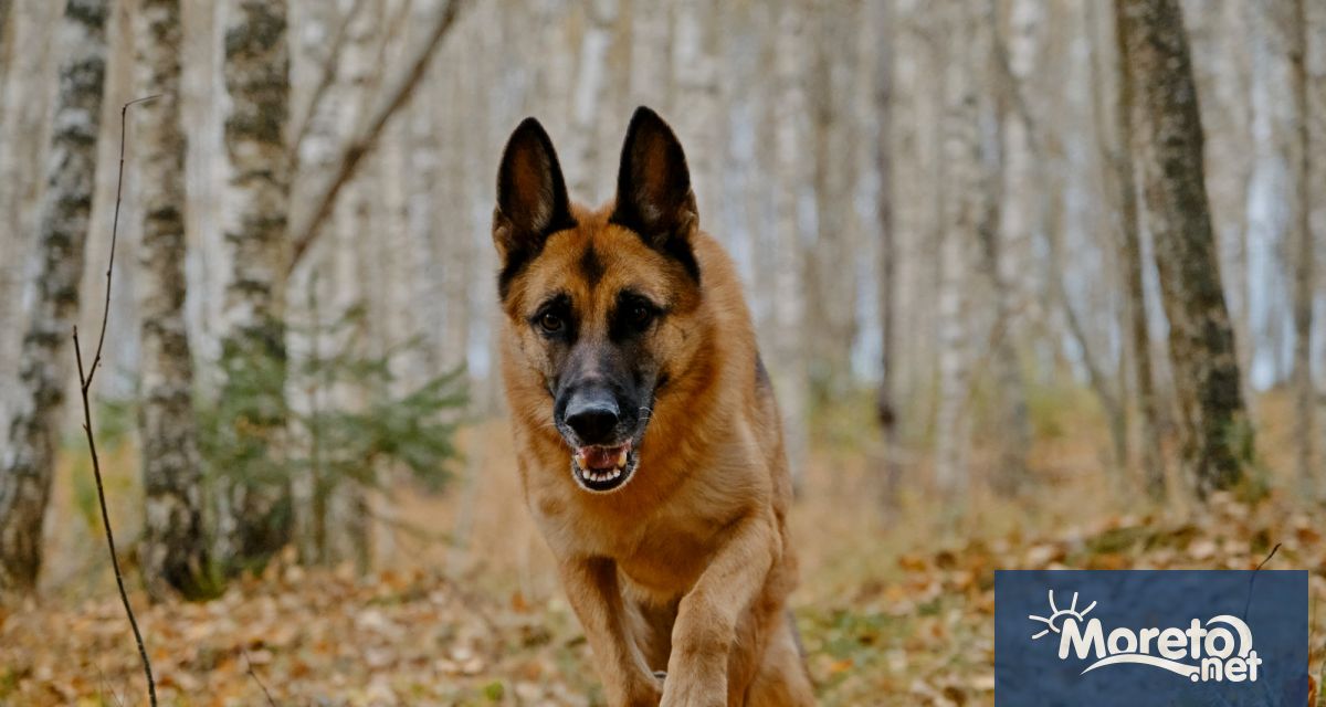 Само за няколко месеца поне трима души са нахапани а