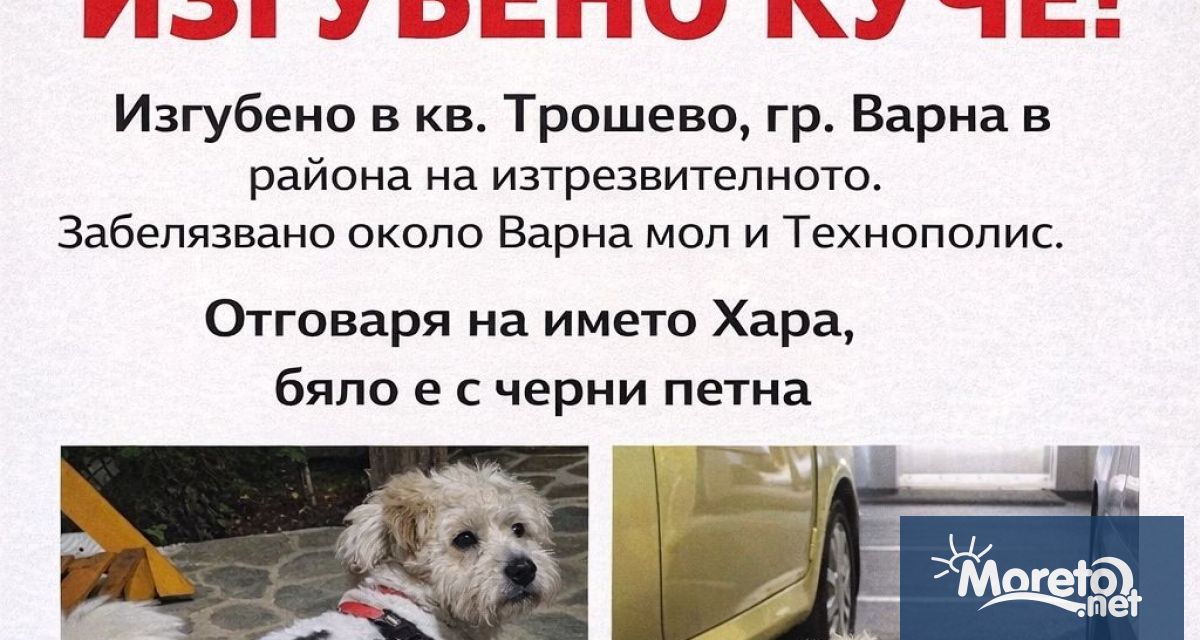 Изгубено е куче в района на ул Фантазия в близост