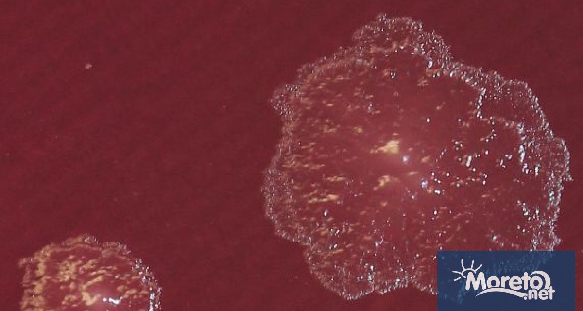 Учените подчертават че Turicibacter е само един от потенциално многото