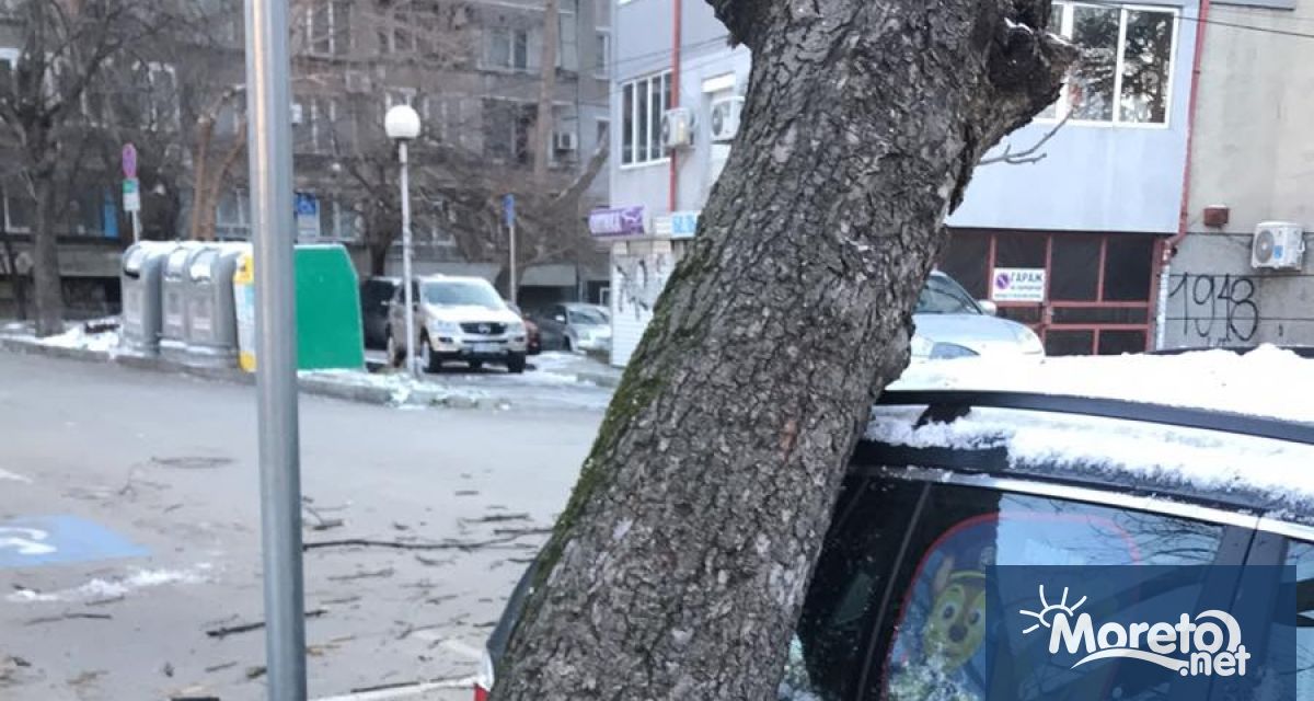 Дърво паднало на ул Оборище до входа на III та