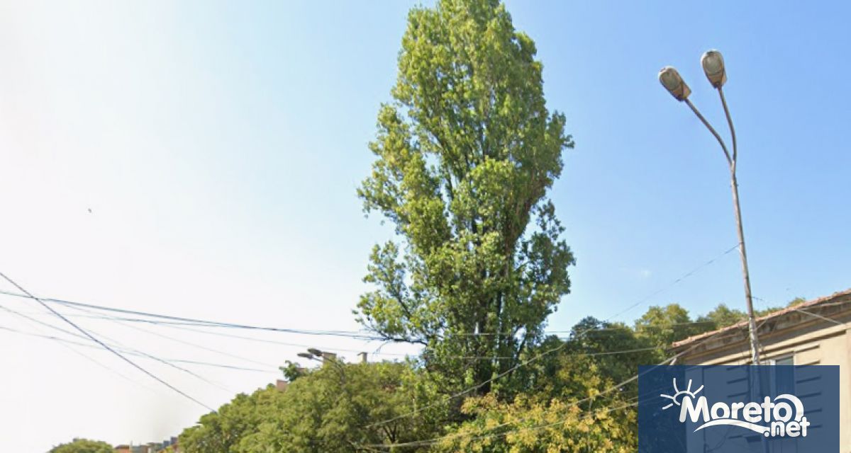 На 24 януари събота ще се извърши скъсяваща и обезопасяваща