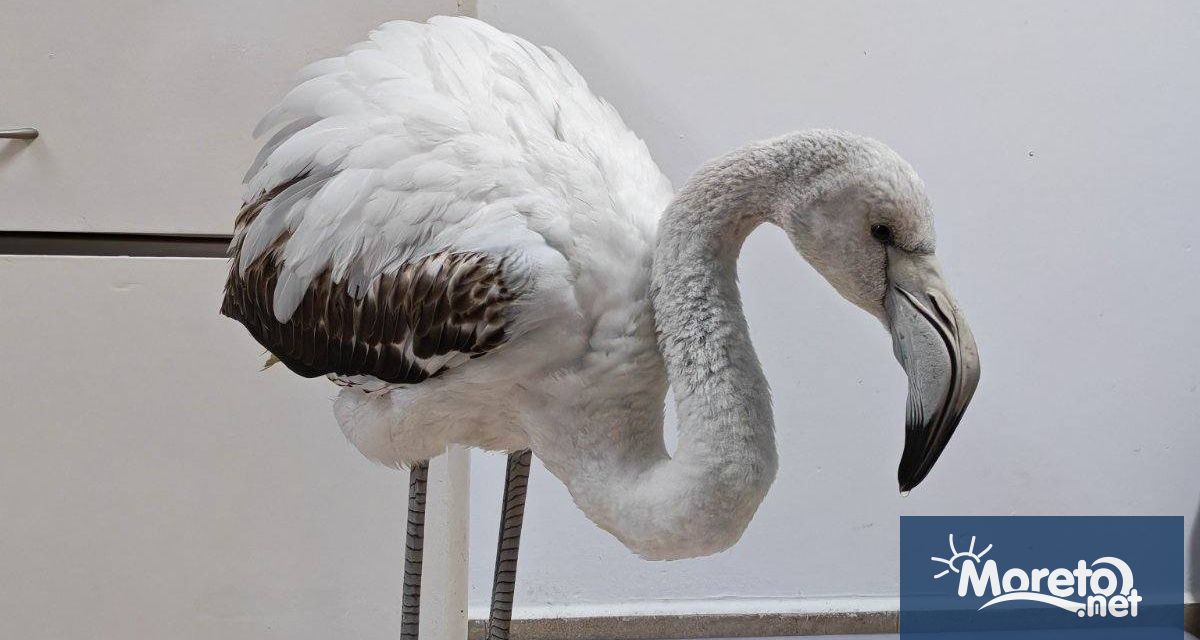 Регионалната инспекция по околната среда и водите РИОСВ в Бургас