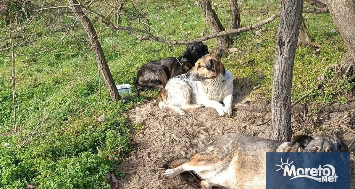 Бездомни кучета са спасили живота на треньора Петко Тишев по