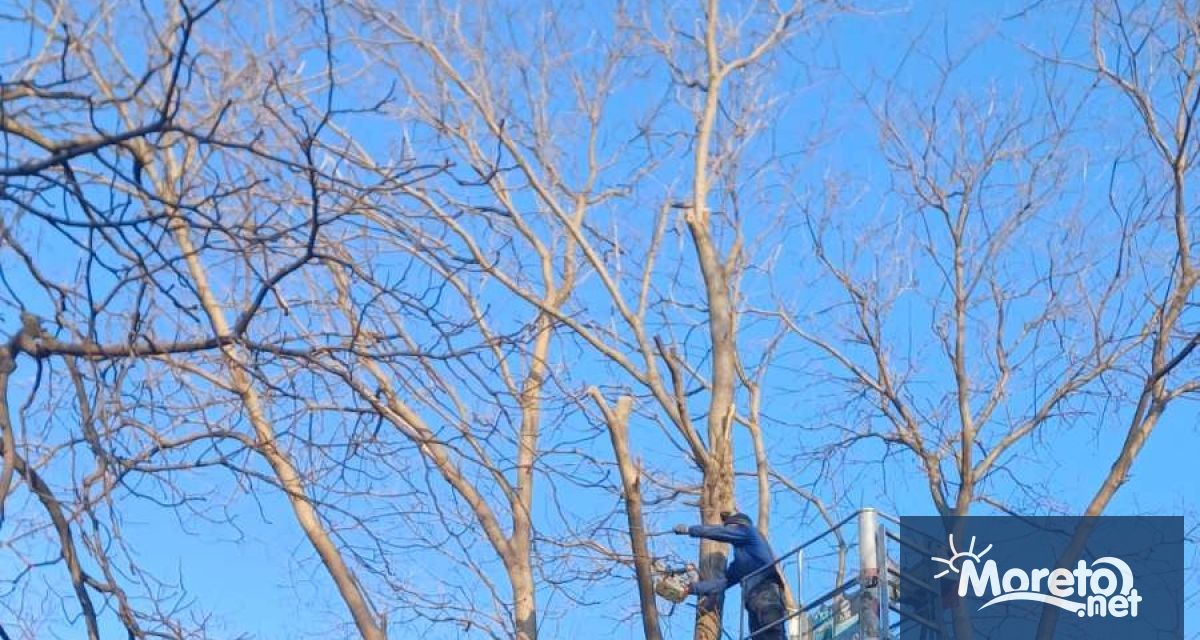 Опасно дърво от вида софора намиращо се в зелената площ