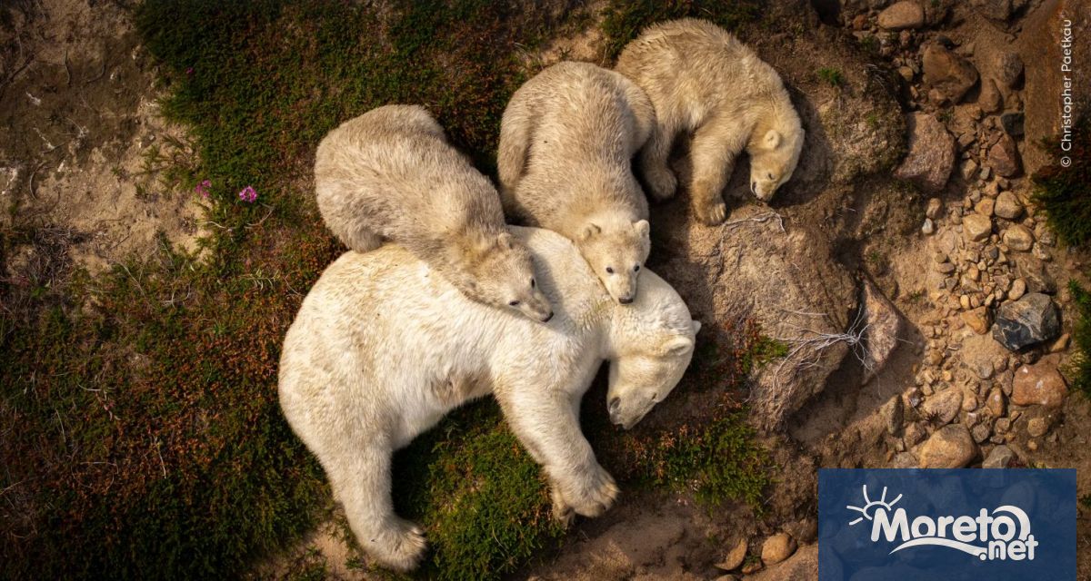 Лондонският природонаучен музей представи краткия списък със снимки номинирани за