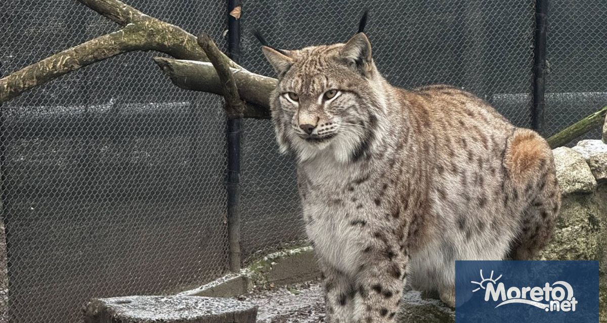 Варненският зоопарк организира конкурс за най сладка двойка научи Moreto