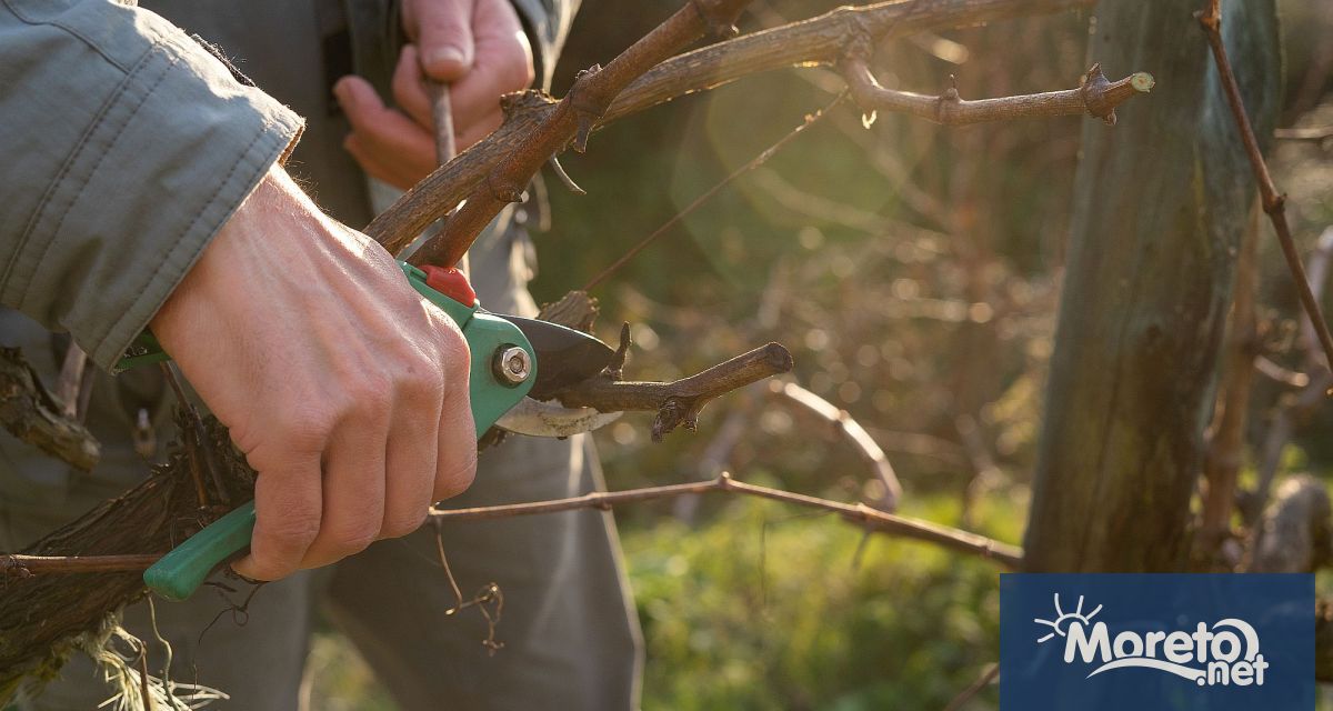 Трифон Зарезан или Ден на лозаря е български народен празник