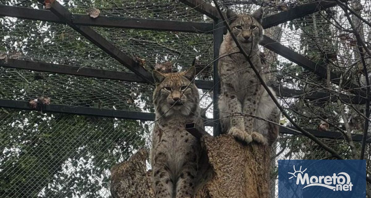 Севар и Вихра – чаровната двойка рисове грабнаха титлата Двойка