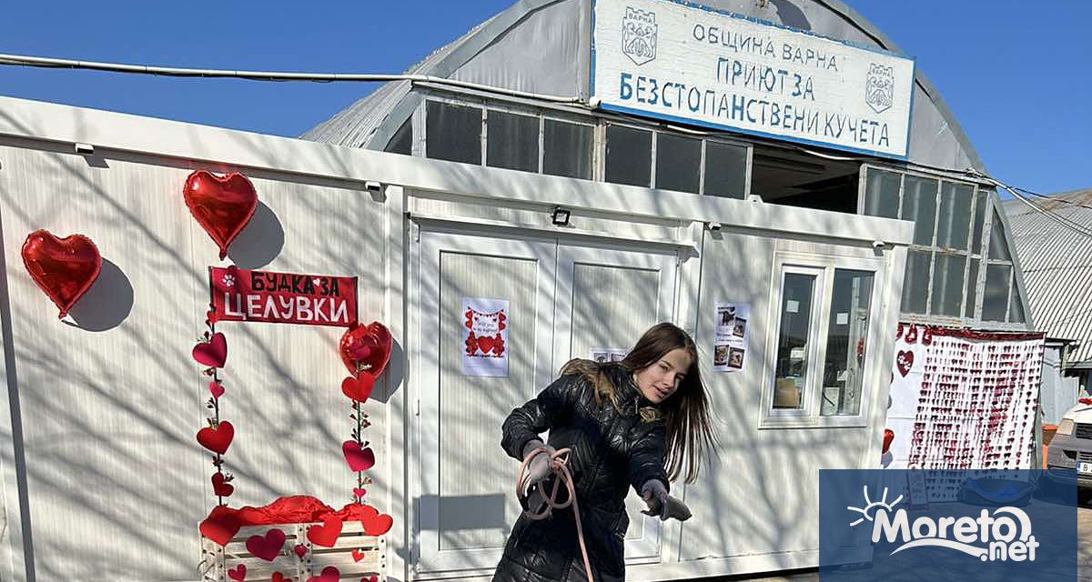 Няколко кучета от Общинския приют за безстопанствени кучета в с