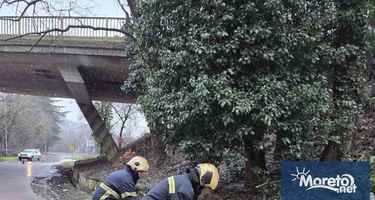 Огромно дърво падна в двора на Четвърта езикова гимназия във