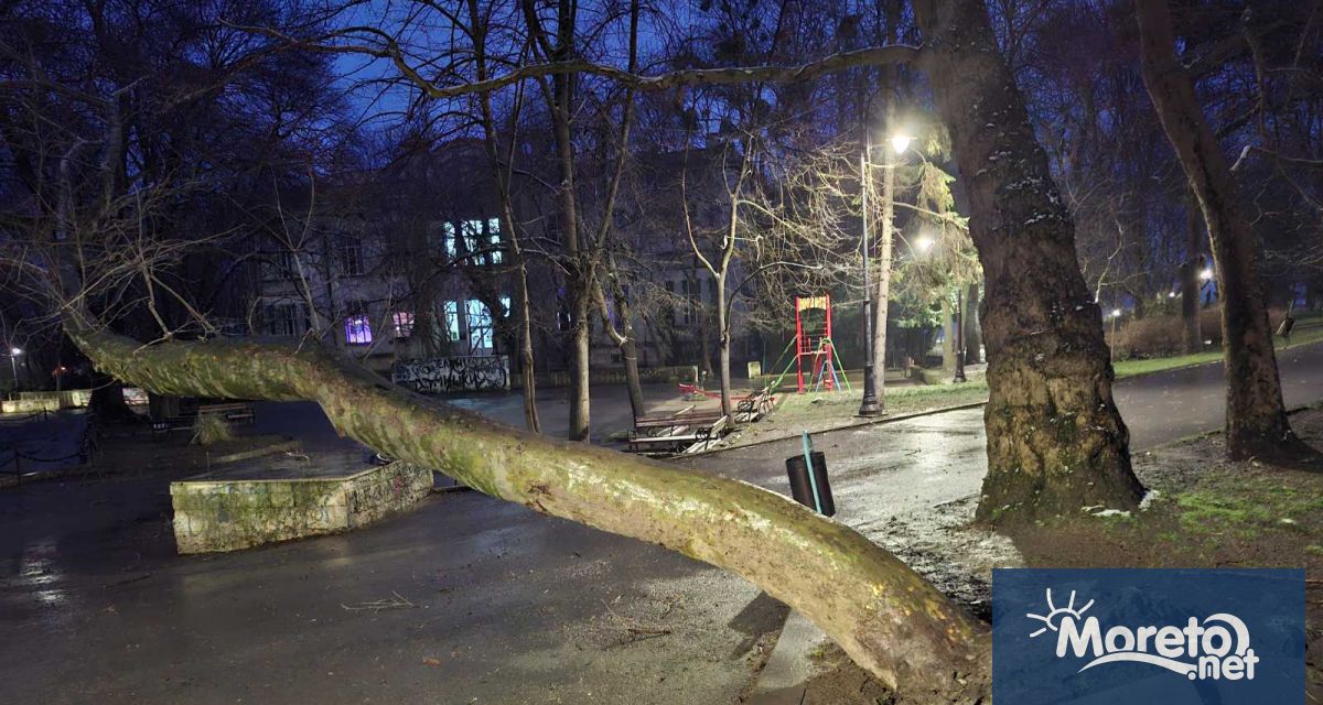 Бурният вятър е повалил огромно дърво в Морската градина във