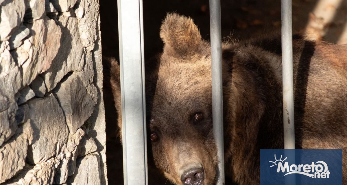 Парк за мечки Белица посрещна двама нови обитатели – мечките