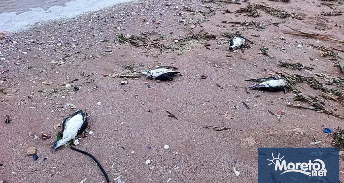 Готови са резултатите от извършената некропсия на намерените през март