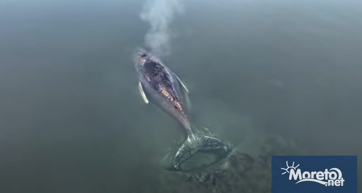 Гърбатият кит който от март е заседнал в плитки води