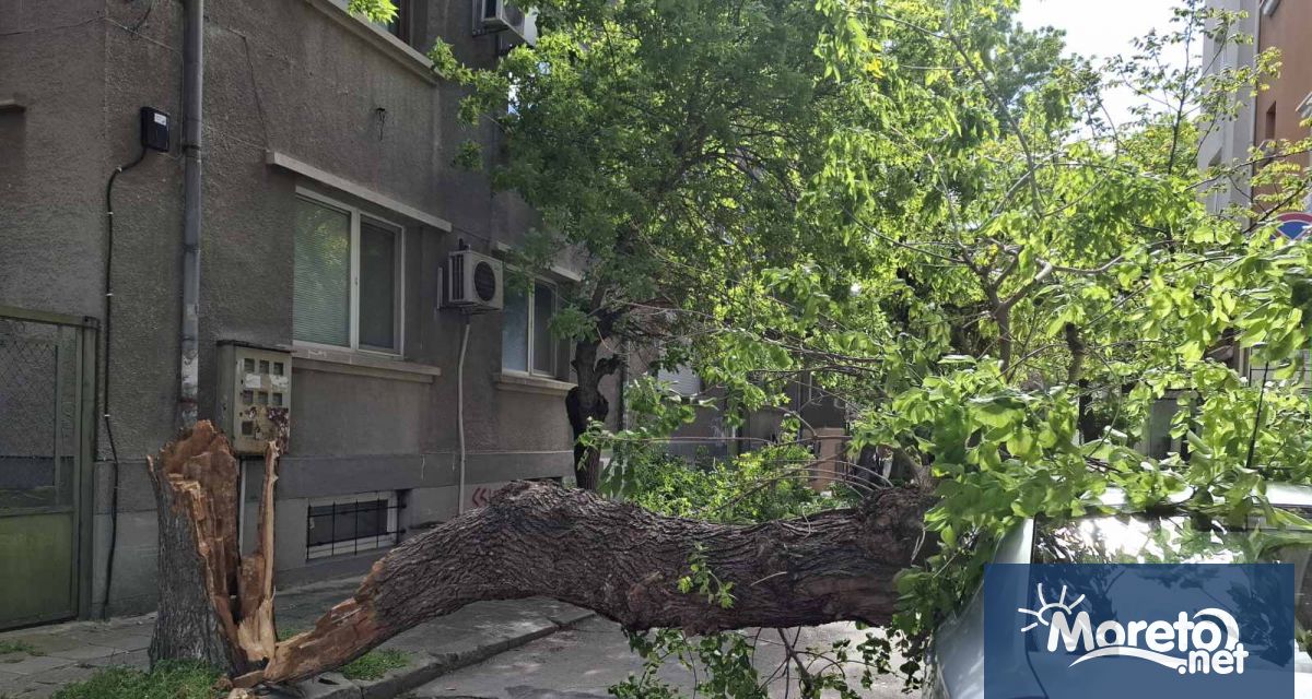 Силният вятър от тази сутрин повали дърво в центъра на